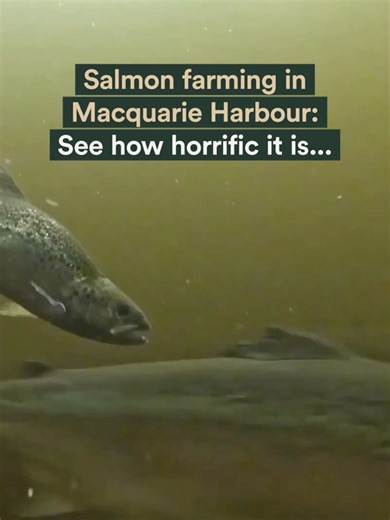 159K views · 167 reactions | Bob Brown Foundation on Reels | Facebook