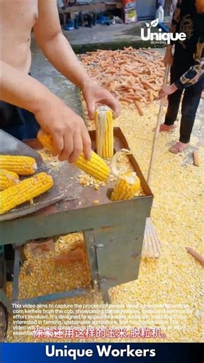 Corn shelling with a machine: people removing corn kernels