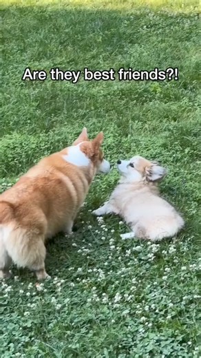 Just don’t touch my drum set! #puppy #corgi #funny | Hammy & Olivia