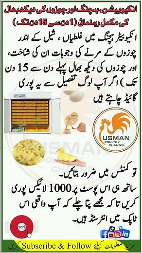 The Ultimate Guide to Incubating and Raising Baby Chicks