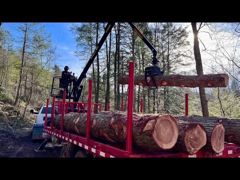 Nerve Wracking Log Haul on Narrow Dirt Road!