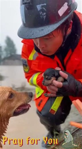 Heroic Dog, God bless you #petrescue #catrescue #dogrescue