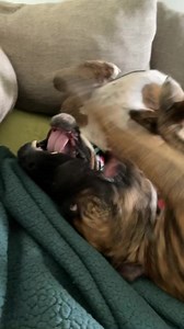 Mouthy Mutts: Helping Your Adult Rescue Dog Learn Gentler Greetings Bringing home a rescue dog is a wonderful act of compassion, but sometimes those rescued smiles come with a few…mouthy surprises. While puppy mouthing is often discussed, adult rescue dogs can also exhibit mouthing behavior, even if they're past their puppyhood. This can be due to a variety of factors, including past experiences, breed predisposition, or simply a lack of consistent training. The good news is that with patience, 
