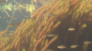 25K views · 270 reactions | Wondering how to set up the most natural aquarium for your fish? Habitat complexity is key! Fluval Conservation Ambassador Oliver Lucanus shares his best tips for creating natural aquascapes: https://youtu.be/YZaCaZoYYV4 | Fluval | Facebook