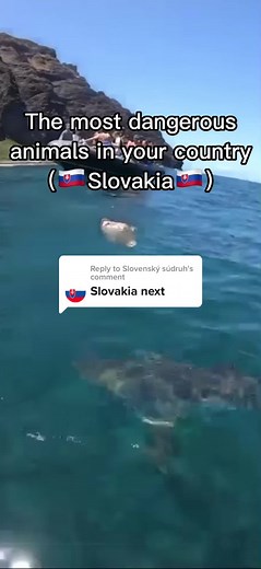 Exploring Slovakia's Wildlife: Bears, Adders, and Wild Boars