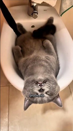 TOP FUNNIEST CAT NAP TIME THAT TURNS INTO A COMEDY SHOW! 🐱😂💤