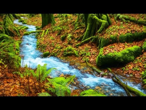 Relax By The Secret Stream | 🌲 Peaceful Water Sounds for Sleep & Stress Relief