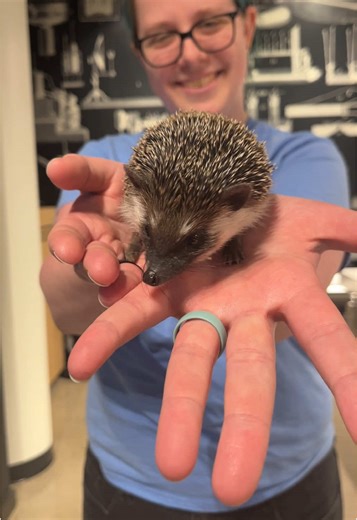 We have a NEW animal ambassador! Be sure to visit the Lab to say hello to our new spiky friend. 🦔 #hedgehog #fairfax #kidsactivities