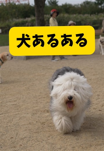 謎です😇😇 #オールドイングリッシュシープドッグ #大型犬 #おすすめ #もふもふ犬