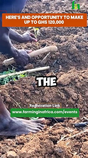 Farming In Africa | Turn 1 acre into GHS 120,000 with tomato farming. Discover the proven strategy behind FarmMate’s Tomato Out-grower Program—your... | Instagram
