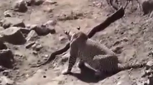 Tiger vs Snake Real Fight | AMAZING MUST WATCH