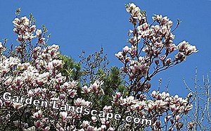 Plants: Tulip Magnolia: tips on location, soil and care | 2025