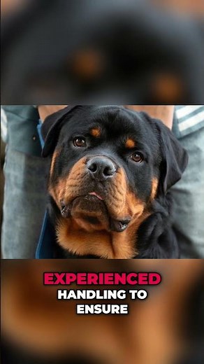 Why Are Rottweilers And German Shepherds So Feared?