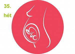 Terhesség hétről-hétre 35. hét ✅ | Babafalva.hu