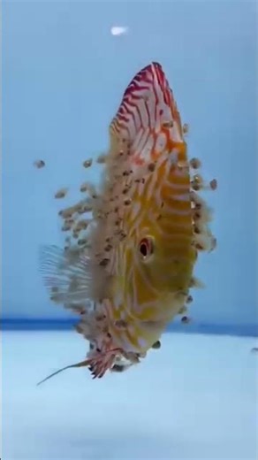 Discus fish Babys 😍🍒 Discus fish tabk setup 🔮 Discus fish Breeding 🐠 #discusfish #fishbreeds