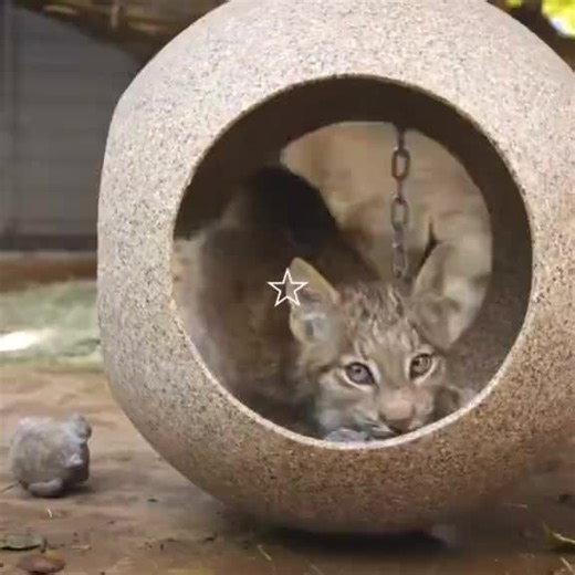 Lynx Hissing: Understanding Feline Sounds