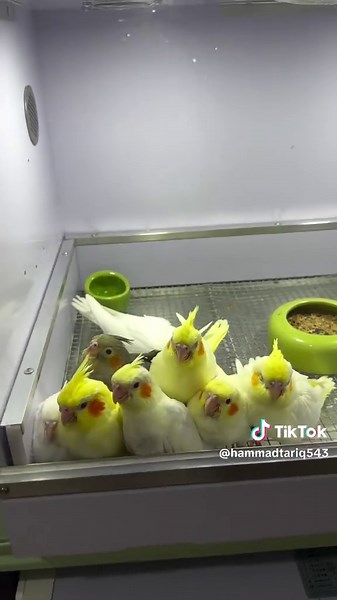 Delicious Cocktail Recipes You Need to Try