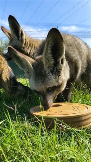 Firefox & Co vs. cat puzzle feeder with live mealworms #cheetahoutreach #BatEaredFox #fox #puzzles #mealworms #enrichment | Cheetah Outreach