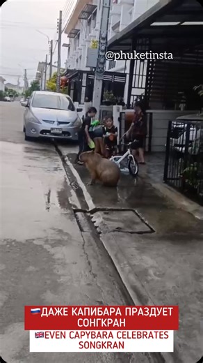 Phuket Insta on Instagram: "🇷🇺😄Даже Капибара празднует Сонгкран 🇬🇧😄Even Capybara Celebrates Songkran ✅Подписывайся на наш ТЕЛЕГРАМ канал, ссылка в шапке профиля ☑️Subscribe to our TELEGRAM channel, link in the profile header #пхукет #таиланд #тайланд #phuket #thailand #жизньнапхукете #жизньвтаиланде #phuketthailand #phuketisland #phuketholiday #патонг #раваи #найхарн #patong #rawai #naiharnbeach #кабабич #katabeach #patong #patongbeach #naiharn #karon #karonbeach #laguna #bangtao"