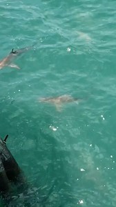 DUNNNN DUNN! 🦈 Look at all the sharks around Myrtle Beach State Park pier. People throw fish remains over the edge of the pier making it common to spot a shark or 12! wpde.com/chimein 📷: Linda Evans | WPDE ABC15