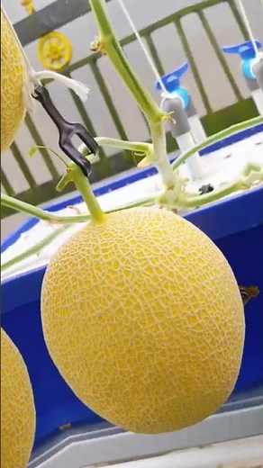 Melon hidroponik its machida system By Ranos Crt