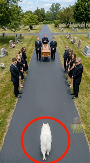 The Dog Jumped On The Coffin For A Heartbreaking Reason #shorts #dog