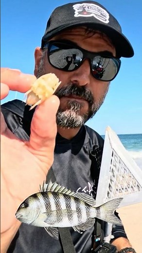 Beach bait for Sheepshead🔥prep