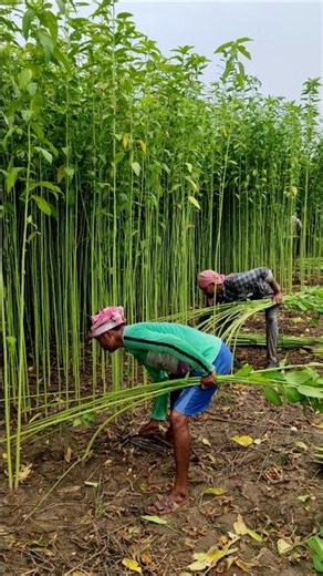 Jute Harvesting Process | Tying Bundles for Retting #shorts