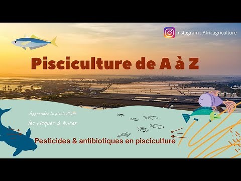 Le business en Afrique : La pisciculture de A à Z, création d'un bassin piscicole, vente au marché