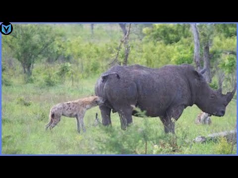 10 Craziest Moments When Hyena Messed With The Wrong Animals