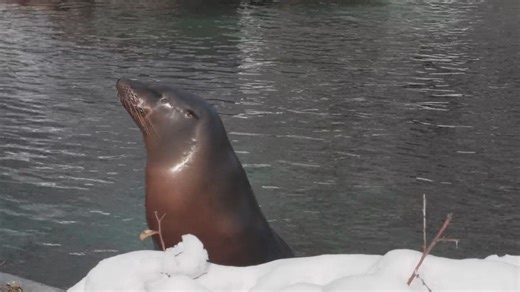 When the first snow of the season turned the Bronx Zoo into a winter wonderland, this California sea lion made the most of it! Sea lions are well adapted to the cold and are quite comfortable exploring and playing with the snow. One of the ways sea lions stay warm and maintain their body temperatures when it gets colder is to increase their blubber. In the winter, they build up thick layers by doubling their fish intake. Are you ready for some winter fun of your own at the zoo? | Bronx Zoo