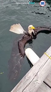184K views · 2.2K reactions | This poor eagle is stuck in the water! 礪 | Daily Mail Video | Facebook