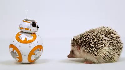 2.4K views · 7K shares | We could use Threepio's translation services right about now. Sphero BB-8 has encountered a strange new life form. | Star Wars | Facebook
