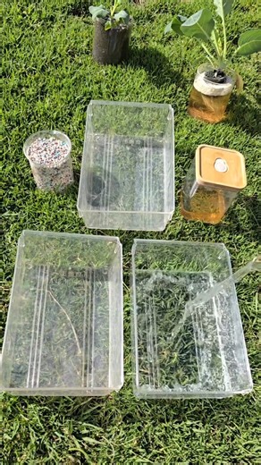 Fertilizing lettuce with human urine? I tested three setups: hydroponics with urine from a healthy person, hydroponics with a commercial nutrient solution, and soil with regular fertilizer. Which one will grow best? Comment your guess below! #Hydroponics #UrbanFarming #PlantExperiment #SustainableAgriculture #GardeningTips #HydroponicLettuce #OrganicFertilizer #GrowYourOwnFood #UrbanGardening #AgricultureExperiment | Let’s Gardening | Facebook