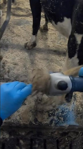 🐾 Cow Care Basics: Tail Trimming 101 with a Skilled Farm Girl