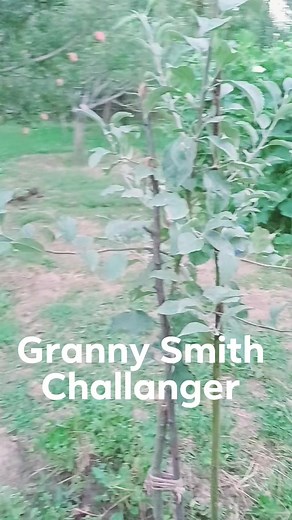 4.9K views · 23 reactions | Granny Smith Challenger  Subscribe Our Youtube Channel For More Info.  https://www.youtube.com/@TheStreetsOfInfinity #grannysmithchallenger #adamnonsuper #schnico_gala_red #viralreels #fbreels #reelsfypシ #trendingreels #fenplusgala #topgrafting #kashmiriapple #Kingroat | The Streets Of Kashmir | Facebook