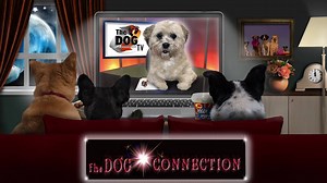 The Dog Connection TV on Reels