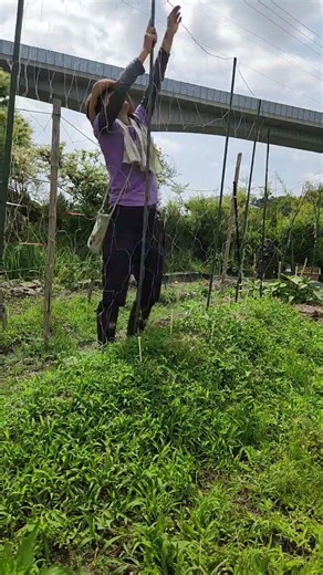 自然薯栽培日記 #自然薯 #家庭菜園