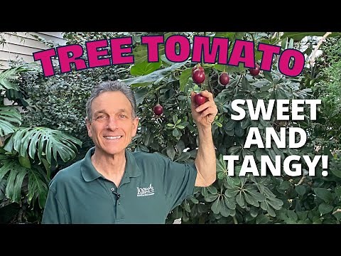 The Tree Tomato (Tamarillo) - A wonderful fruiting container plant!