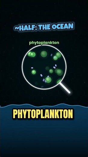 Where Does the Oxygen You Breathe Come From? 🌊 #shorts #viral