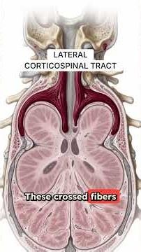 How Your Brain Sends Commands: Understanding the Descending Tracts of the Spinal Cord