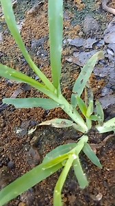 34K views · 508 reactions | Swertres Lotto HEARING tips | Boss Dodo TV | Facebook