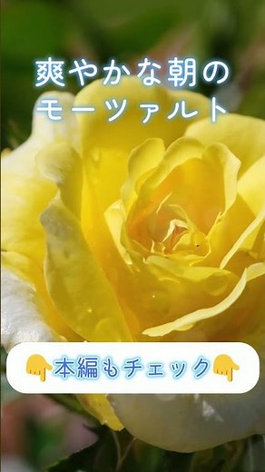 心が整う、朝の3分モーツァルト #クラシック #朝の音楽