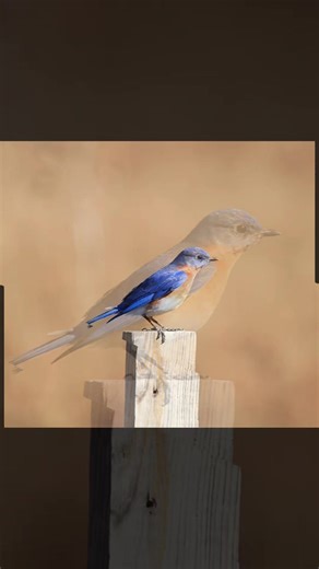 haha this was the first template that came up and for some reason, I thought it was a good idea for these pics of my Eastern Bluebird!! #birdsoftiktok #beautifulbird #easternbluebird #bluebird