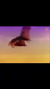 127K views · 1.5K reactions | Human sized bats , flying foxes | The Hippie Inn | Facebook