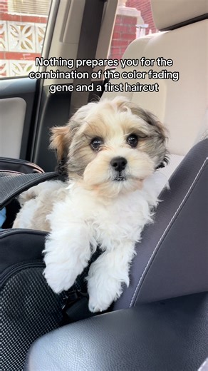 Color Fading Gene in Dogs: What You Need to Know