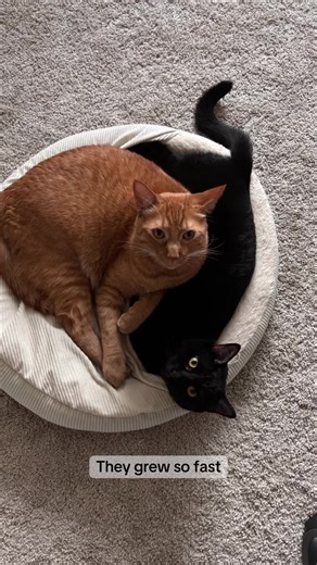 Where did the time go? They were so small #catstiktok #catmom #petlover #catstiktok #sleepycat
