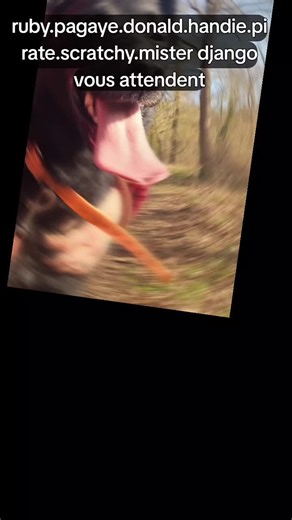 #spae #chat #chien #refuge #normandie