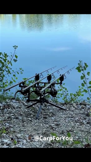 Carp Run 53 #carpfishing #carp #fishing