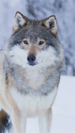 Embrace the call of the wild with our majestic wolves! 🐺🌲 Roaming free and untamed. #WildWolves #WolfPack #NatureLovers #ProtectWildlife #WildlifeConservation #SaveWildlife #NaturePhotography #EndangeredSpecies #EcoWarrior #WildlifeAwareness #wolf #wildlife #wildanimals #wolves | Listpull